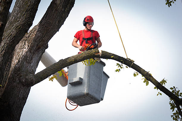 Best Tree Branch Trimming  in Aztec, NM